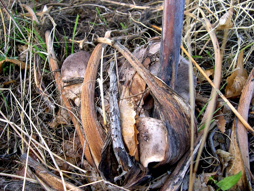 Pleurotus eryngii (Cardunceddhu)